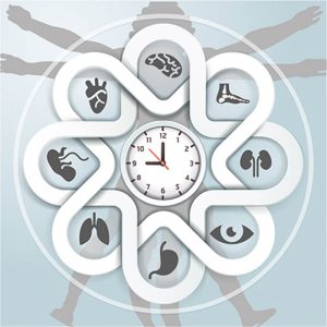 chronobiology circadian rhythms and the science of sleep 2 300x300