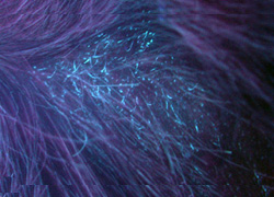 лампа Вуда 1