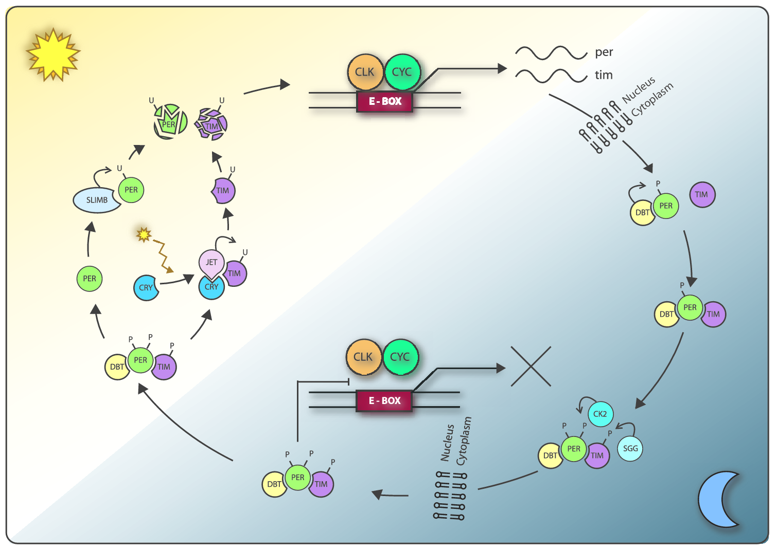 urn cambridge.org id binary 40537 20160621061028870 0588 00903fig8 2